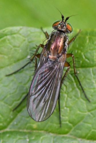 Dolichopus griseipennis